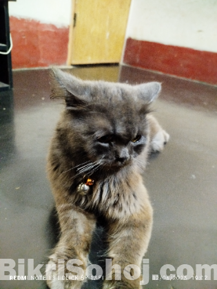 parcian cat